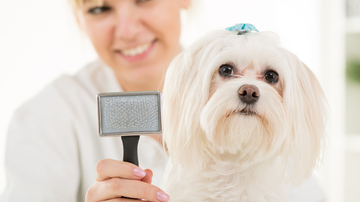 Wags & Woofs Dog Grooming Service - Image 1