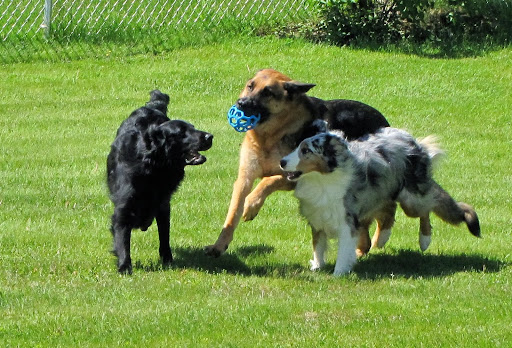 Shangri-La Kennels - Image 1