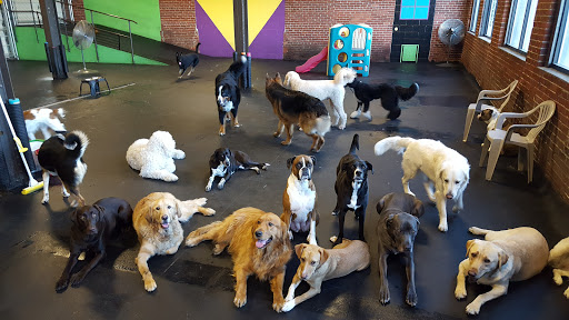 Peninsula Pups Doggie Daycare - Image 1