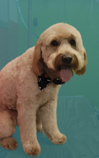 Pets Planet Grooming Shop - Image 1