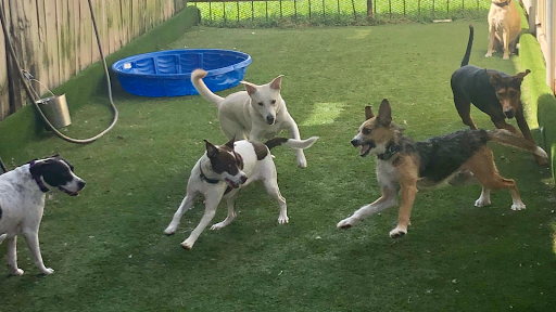 Mid City Animal House Dog Daycare & Boarding - Image 1