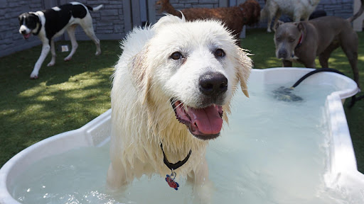 Tucker Pup's Pet Resort - Image 1