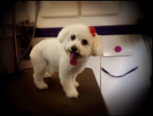 Wags To Riches Pet Grooming - Image 1