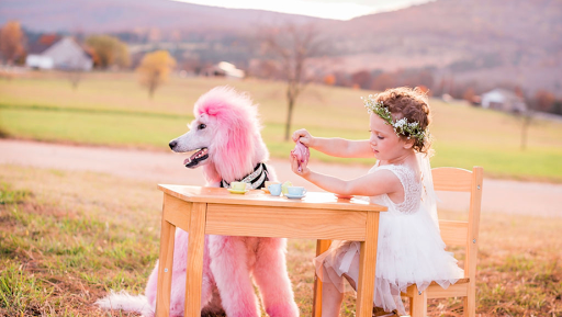 Sassy Wags Grooming and Doggy Daycare - Image 1