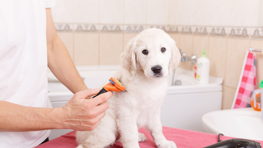 Shampoodles Classic Pet Salon - Image 1