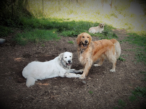 Adventure Dog Ranch - Image 1