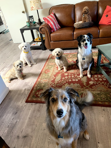 Auntie Cathy's Dog Daycare and Boarding in Tucson, Arizona - Image 1