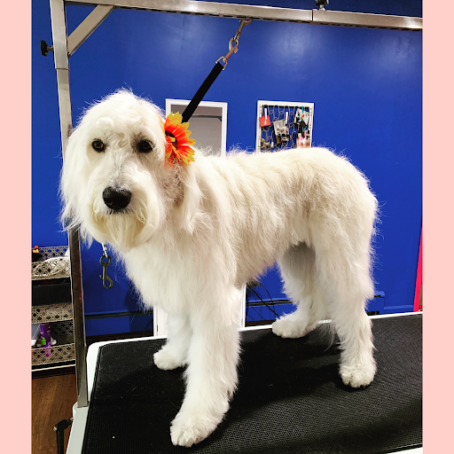 A Brush Above Pet Grooming, LLC Possible Same Day Appointments - Image 1