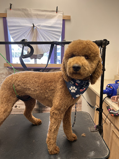 Maggie Grooming Dog - Image 1