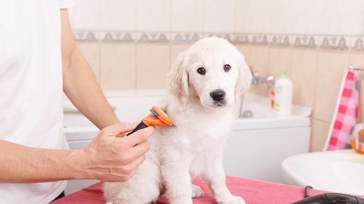 Blue Ribbon Dog & Cat Grooming - Image 1