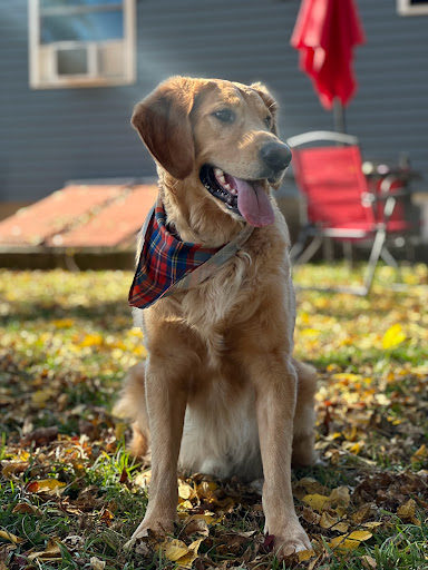 Four Paws Grooming - Image 1