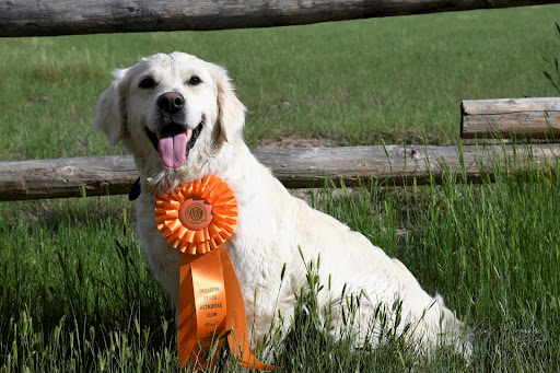 Montana Goldens - Image 1