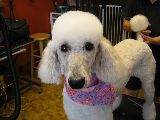 The Master's Choice Grooming Boutique & Daycare - Image 1