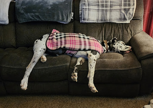 Three Happy Hounds - Image 1