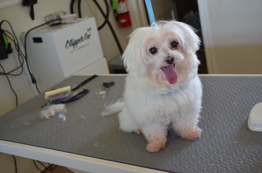 Tootsie's Pet Grooming and Dog Training - Image 1