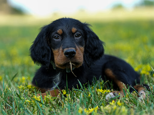 Pine Hill Kennel & Dog Training - Image 1