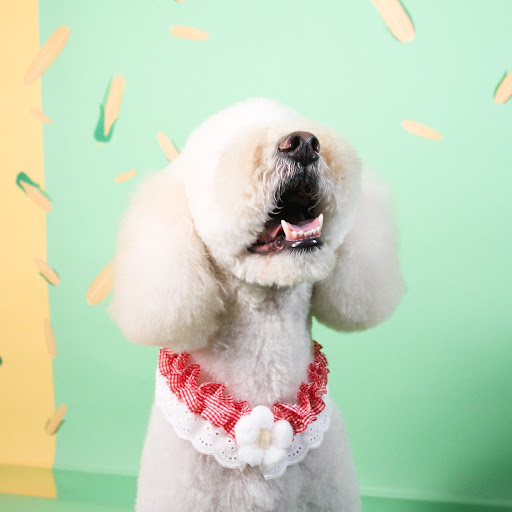 cloudberry pet salon - Image 1