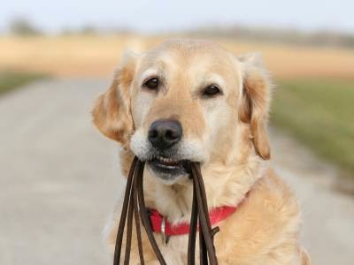 Deco Dogs Daycare - Image 1