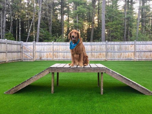 Roscoe's Bed + Bark - Image 1