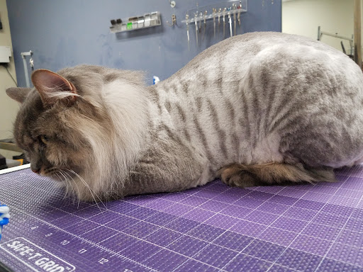 Cat Purrfection Salon - Image 1