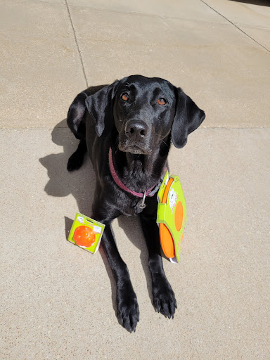 The Pet Bakery And More, Dog Wash - Image 1