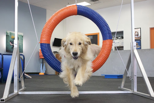 Zoom Room Dog Training - Image 1