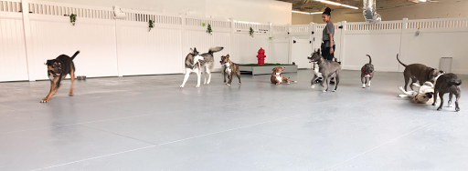 Oh Hello Dog: DTLA Dog Daycare & Boarding - Image 1