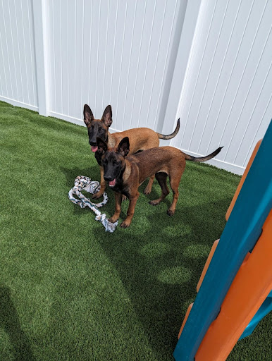 Mother Puppers Pet Boarding, Daycare & Grooming - Image 1