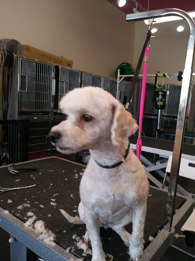 DOGGY DAY SPA - Image 1