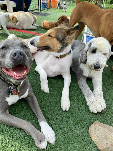 My Lucky Dog Daycare - Image 1