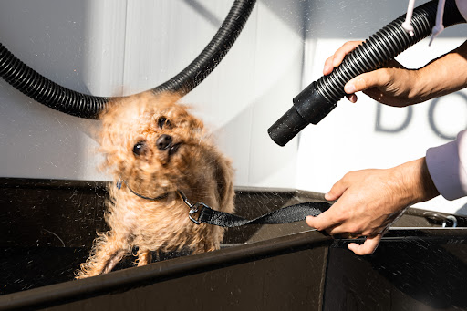 Pet Fresh Dog Wash - Image 1