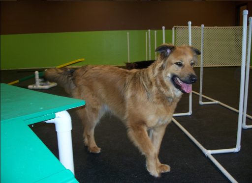 Double Dog Day Care - Image 1