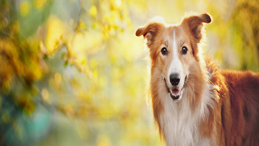 Boyd Veterinary Clinic - Image 1