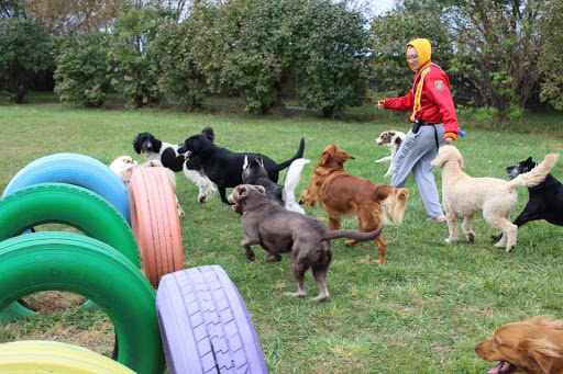 The Dogwood Pet Hotel & Day Spa - Image 1