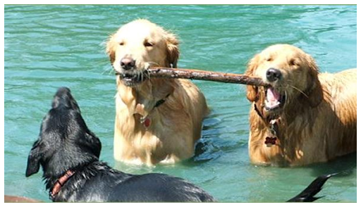 Fetch Fraternity Doggy Daycare - Image 1