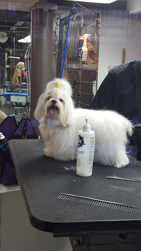 A Cut Above Pet Grooming - Image 1